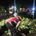 Polisi Tangani Pohon Tumbang, Jalur Mudik Kota Kediri Kembali Lancar