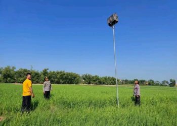 Kapolsek Babat Kompol Sampun, SH pasang rumah burung hantu sebgai pencegahan pengendian hama tikus di persawahan milik para Petani