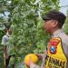 Personel Polsek Solokuro Laksanakan Giat Implementasi Asta Cita, Dialogis dengan Petani Melon di Desa Solokuro