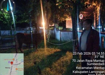 Tak Sampai Sehari, Polsek Mantup Amankan dan Kembalikan Sapi Limosin Lepas ke Pemilik