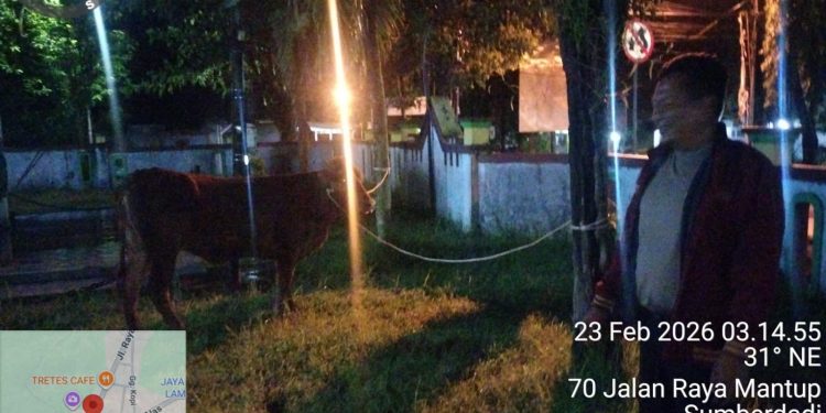 Tak Sampai Sehari, Polsek Mantup Amankan dan Kembalikan Sapi Limosin Lepas ke Pemilik